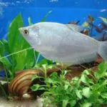 Аквариум съдържание риба gourami, размножаване, видове, снимки, видео