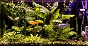 Conținutul de acvariu Gourami de pește, de reproducere, specii, foto, video