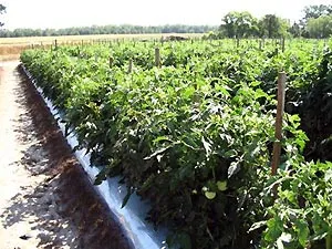 Agrotechnologies - tomate în creștere