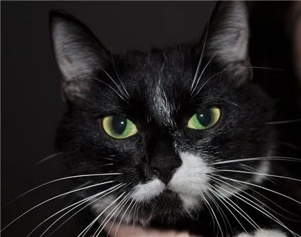 Aalandinna, Margot, egy macska zöld szeme, keres egy család