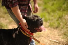 Alex Dubas „primul câine venit la mine în 40 de ani“ - zooinform orașului