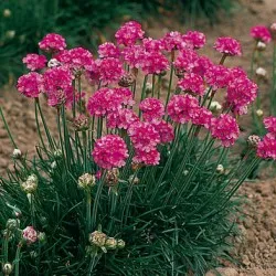 Armeria plantare Maritima și de îngrijire, fotografie, soiuri de reproducere, în creștere în teren deschis și