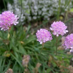 Armeria plantare Maritima și de îngrijire, fotografie, soiuri de reproducere, în creștere în teren deschis și