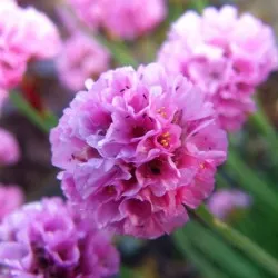 Armeria plantare Maritima și de îngrijire, fotografie, soiuri de reproducere, în creștere în teren deschis și