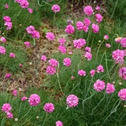 Armeria plantare Maritima și de îngrijire, fotografie, soiuri de reproducere, în creștere în teren deschis și