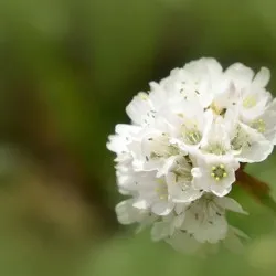 Армериа Maritima засаждане и грижи, снимка, сортове размножаване, отглеждане на открито място и