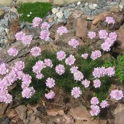 Armeria plantare Maritima și de îngrijire, fotografie, soiuri de reproducere, în creștere în teren deschis și