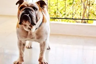 Engleză Bulldog descriere rasa, caracter, fotografie și îngrijire