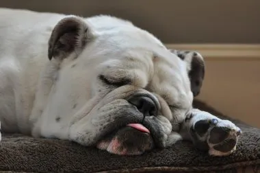 Engleză Bulldog descriere rasa, caracter, fotografie și îngrijire