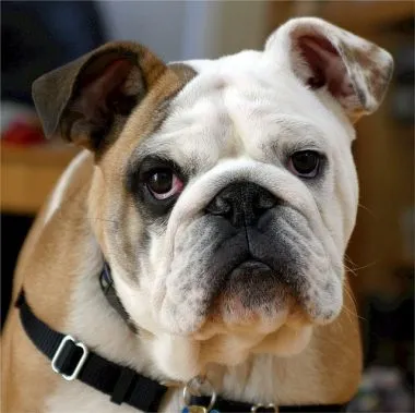 Angol bulldog fajta leírás, karakter, fotó és gondozás