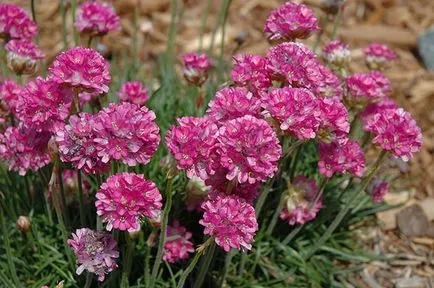 Armeria plantare Maritima și de îngrijire, fotografie, soiuri de reproducere, în creștere în teren deschis și