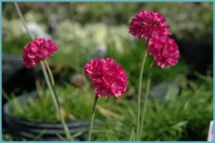 Armeria plantare Maritima și de îngrijire, fotografie, soiuri de reproducere, în creștere în teren deschis și