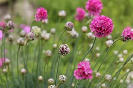 Armeria plantare Maritima și de îngrijire, fotografie, soiuri de reproducere, în creștere în teren deschis și