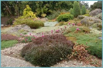 Armeria plantare Maritima și de îngrijire, fotografie, soiuri de reproducere, în creștere în teren deschis și