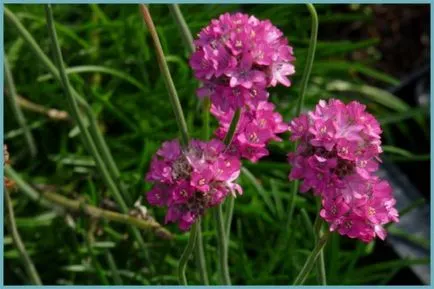 Armeria plantare Maritima și de îngrijire, fotografie, soiuri de reproducere, în creștere în teren deschis și