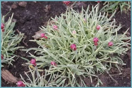 Armeria plantare Maritima și de îngrijire, fotografie, soiuri de reproducere, în creștere în teren deschis și