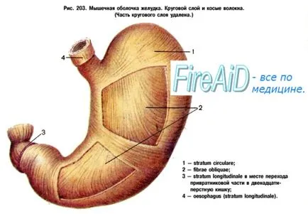 Structura Anatomia stomacului