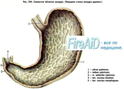 Structura Anatomia stomacului