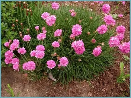 Armeria plantare Maritima și de îngrijire, fotografie, soiuri de reproducere, în creștere în teren deschis și