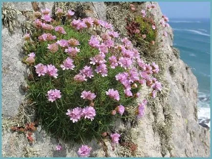 Armeria plantare Maritima și de îngrijire, fotografie, soiuri de reproducere, în creștere în teren deschis și