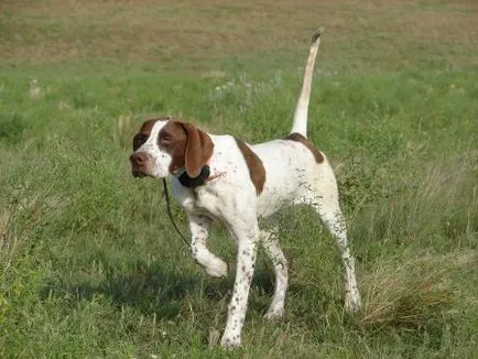 English Pointer, породи кучета, животни, порода