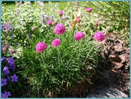 Armeria plantare Maritima și de îngrijire, fotografie, soiuri de reproducere, în creștere în teren deschis și