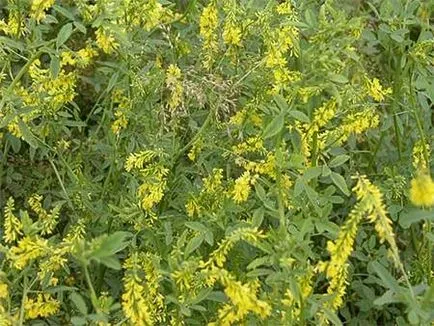 APK - Vitus - sulfină (galben) - semințe de plante cu miere - viața mea