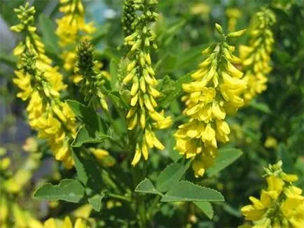 APK - Vitus - sulfină (galben) - semințe de plante cu miere - viața mea
