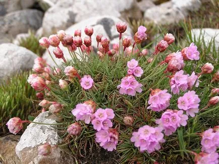 Armeria plantare Maritima și de îngrijire, fotografie, soiuri de reproducere, în creștere în teren deschis și