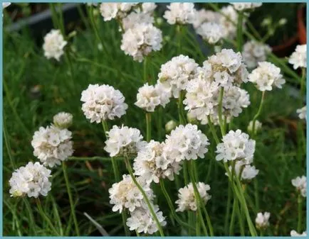 Armeria plantare Maritima și de îngrijire, fotografie, soiuri de reproducere, în creștere în teren deschis și