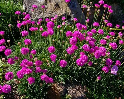 Armeria plantare Maritima și de îngrijire, fotografie, soiuri de reproducere, în creștere în teren deschis și