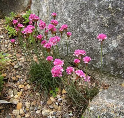 Armeria plantare Maritima și de îngrijire, fotografie, soiuri de reproducere, în creștere în teren deschis și