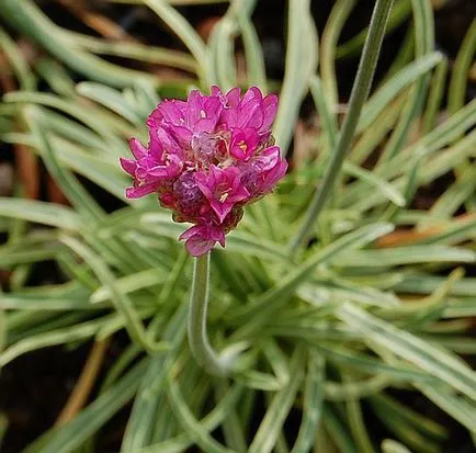 Armeria plantare Maritima și de îngrijire, fotografie, soiuri de reproducere, în creștere în teren deschis și