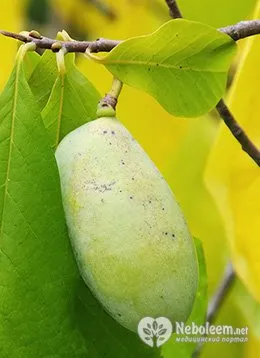 Pawpaw tri - banan