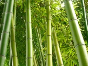 Bamboo дома щастие къща