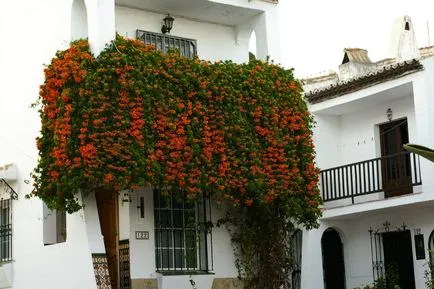 flori balcon - ce culori vor fi perfecte pentru un balcon frumos