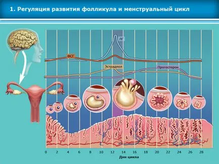 Atlas asszisztált reprodukciós technológiák meddőségi kezelés