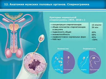 Atlasul tehnicilor de reproducere asistata in tratamentul infertilitatii