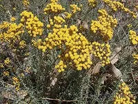 Трави италиански (Helichrysum italicum), отглеждане и лечебни свойства, моята цветна градина!