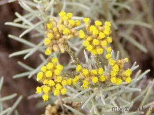 Трави италиански (Helichrysum italicum), отглеждане и лечебни свойства, моята цветна градина!