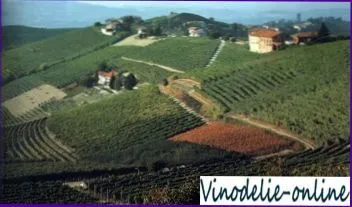 Barbaresco borvidékek Olaszország