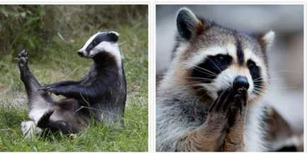Badger și Raccoon