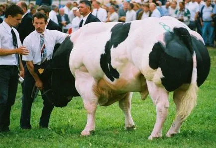 Gébek - bólintó! Forrása a jó hangulat