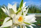 Buchet de flori de lotus ca un cadou