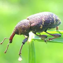 gărgărița mari de pin (Hylobius abietis) - descrierea măsurilor de control, fotografii