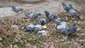 Porumbei împerechere dans