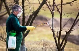 Betegségek körte - a leírás és fényképek, feldolgozási módszerek