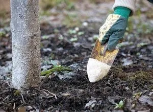 Betegségek körte - a leírás és fényképek, feldolgozási módszerek