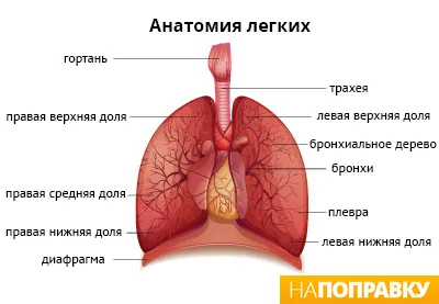 Бронхит, хронични и остри симптоми и лечение - napopravku