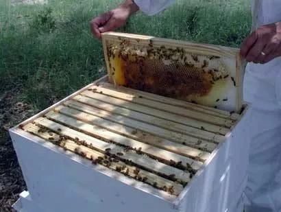 A harcot a viasz moly hagyományos módszerek, a tárolás, keretek és anti-moly